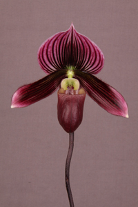 Paph Inca Cherry Rebecca